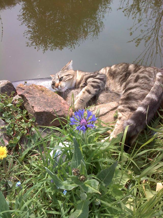 Mon doudou Réglisse. NOUVEAU SUJET CHEZ LES CHATS ADULTES - Page 9 R-glisse-251-279a4a9