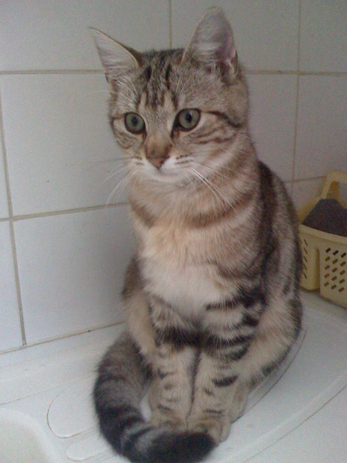 Mon doudou Réglisse. NOUVEAU SUJET CHEZ LES CHATS ADULTES - Page 6 R-glisse-168-25afb92