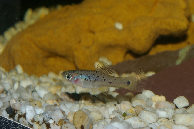 Xiphophorus helleri, Rio Atoyac , Mexique Sg1l9020-279f8bb
